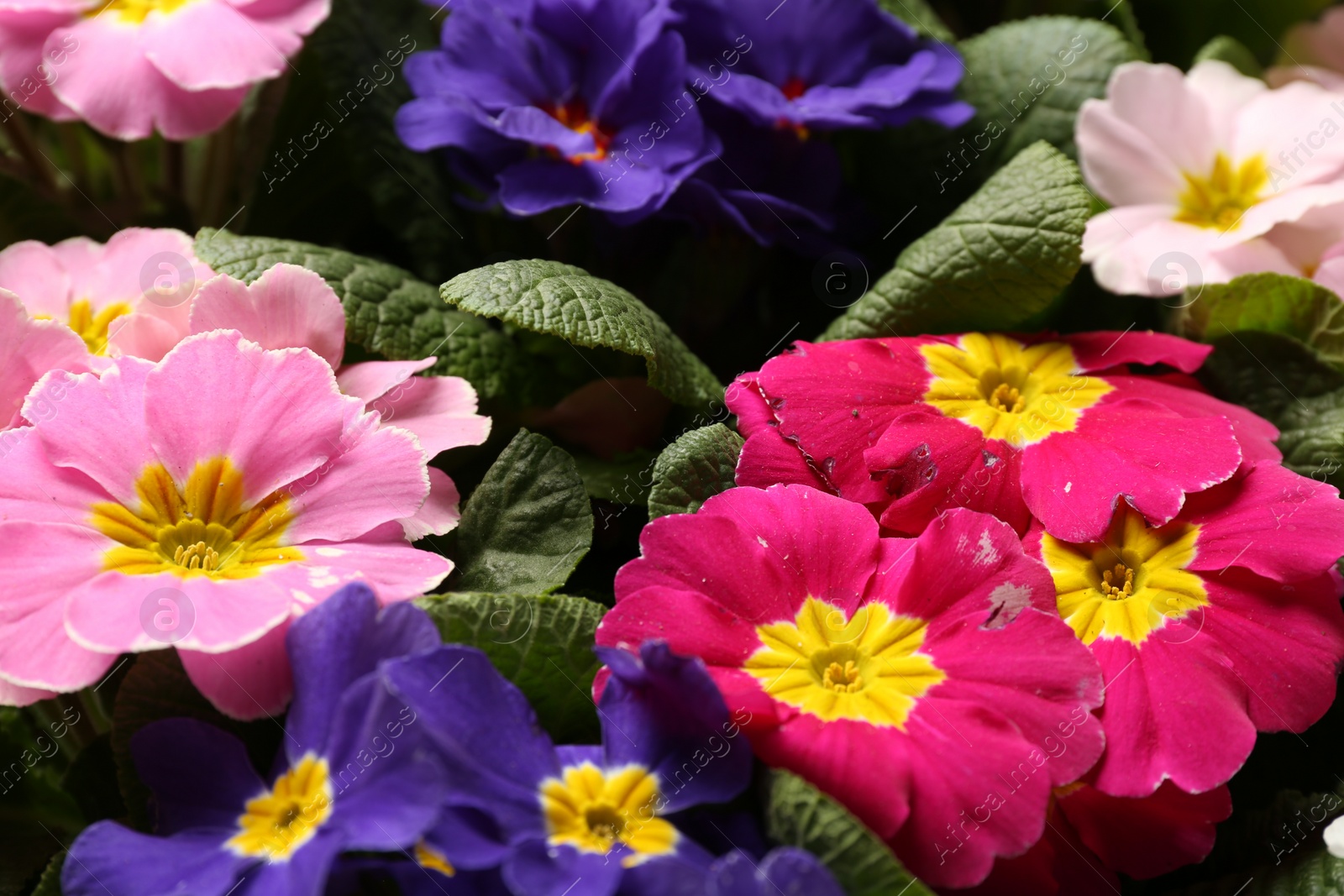 Photo of Beautiful primula (primrose) plants with colorful flowers as background, closeup. Spring blossom