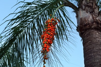 Photo of Butia palm with growing fruits, bottom view