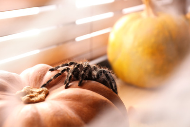 Photo of Striped knee tarantula on pumpkin near window indoors, closeup. Halloween celebration