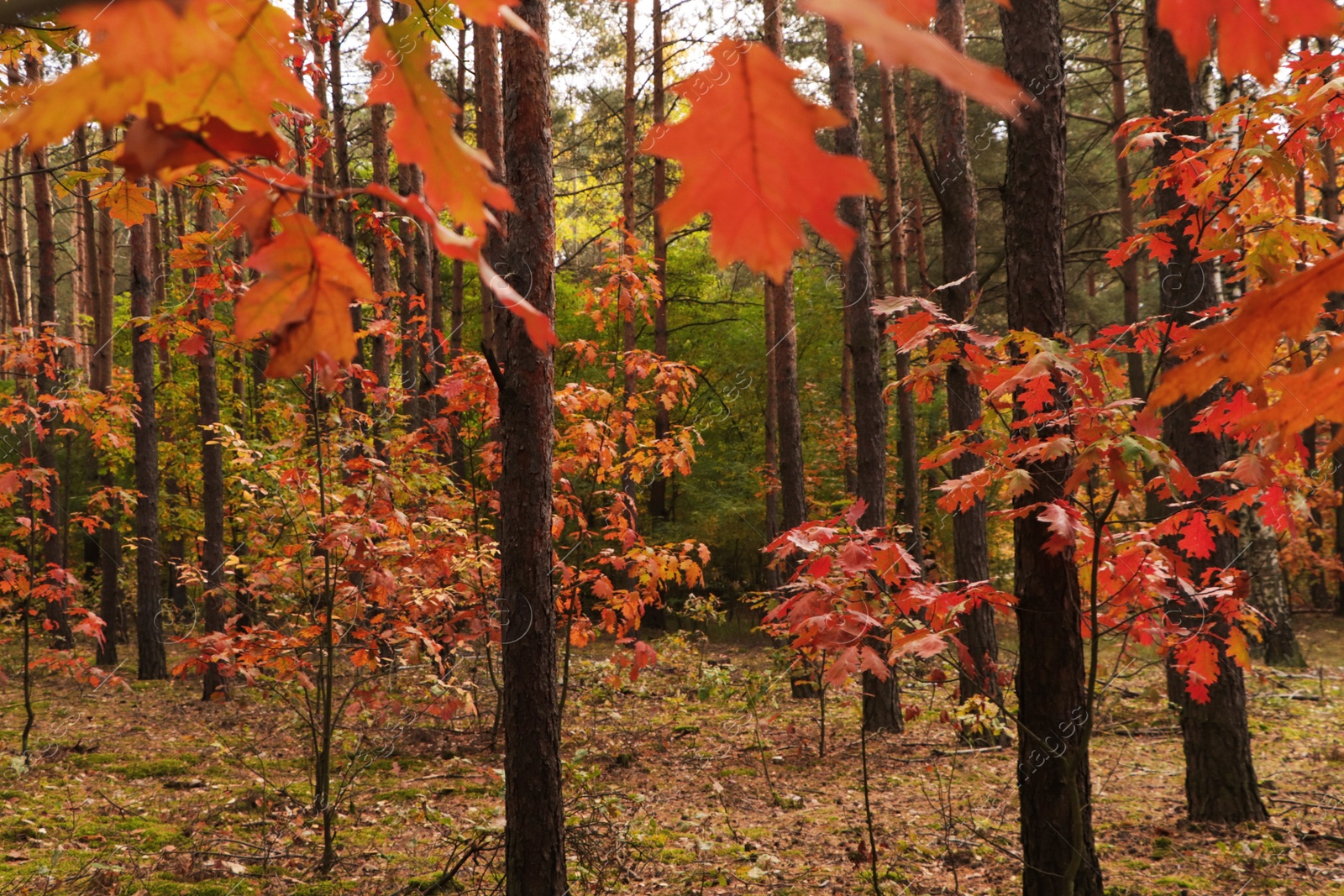 Photo of Beautiful trees with colorful leaves in forest. Autumn season