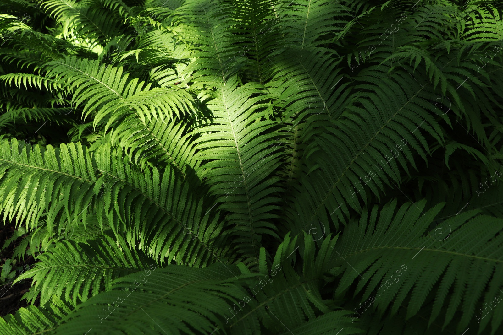 Photo of Beautiful fern with lush green leaves growing outdoors