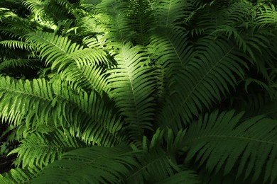 Photo of Beautiful fern with lush green leaves growing outdoors