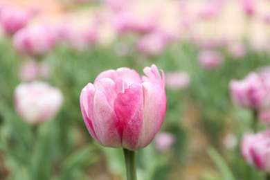 Photo of Beautiful blooming tulip outdoors on spring day