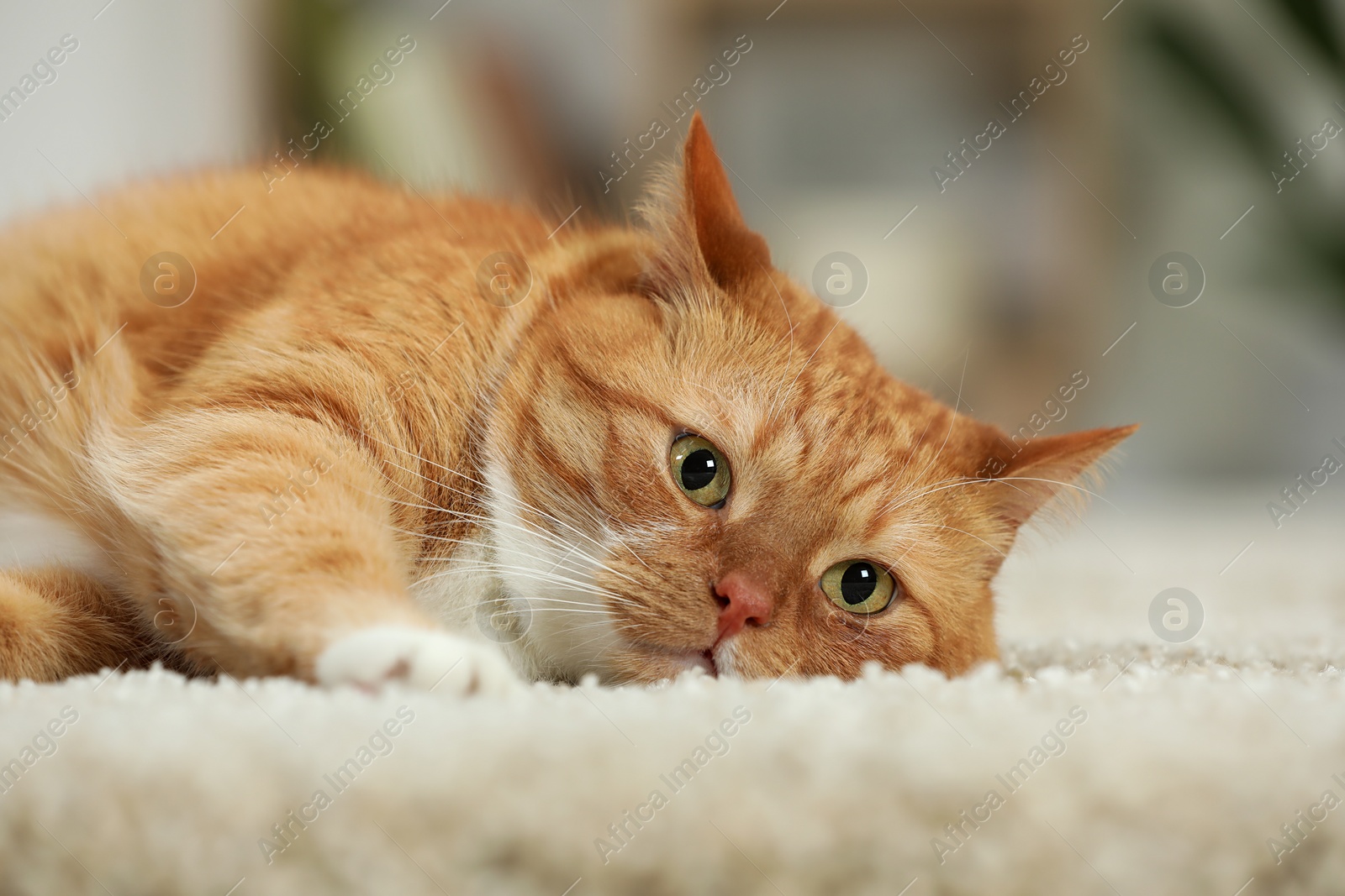 Photo of Cute ginger cat lying on carpet at home, closeup