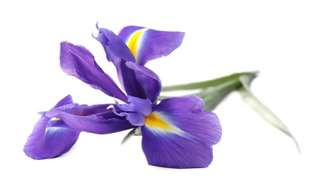 Photo of Beautiful violet iris flower isolated on white