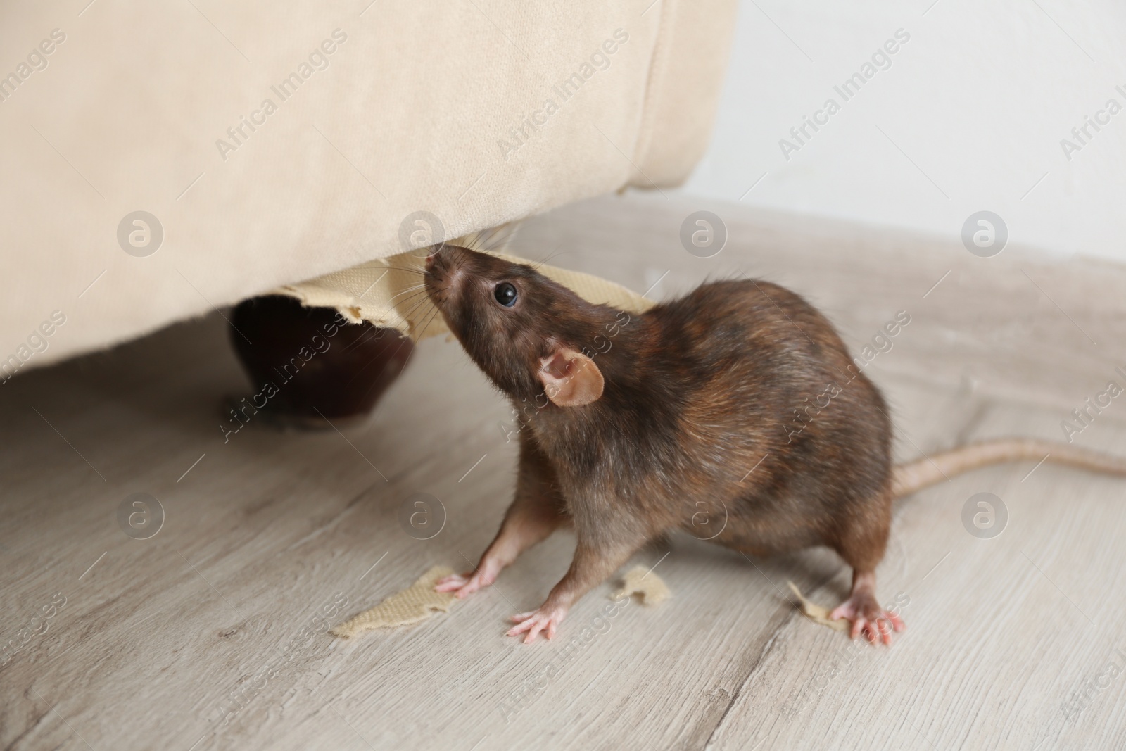 Photo of Rat near damaged furniture indoors. Pest control