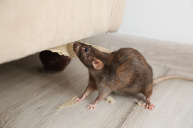 Photo of Rat near damaged furniture indoors. Pest control