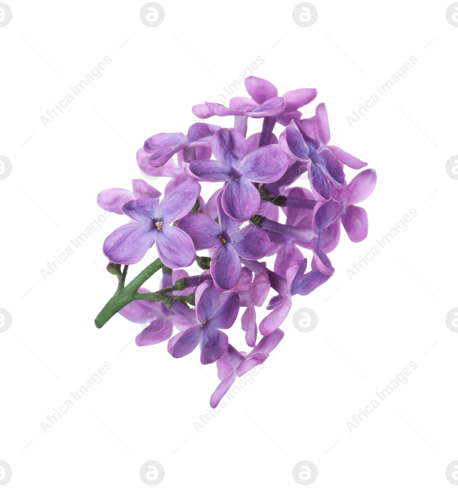 Photo of Beautiful violet lilac blossom isolated on white