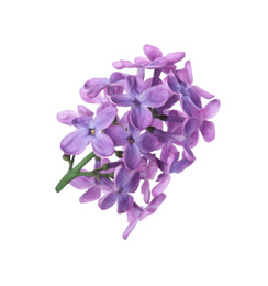 Photo of Beautiful violet lilac blossom isolated on white
