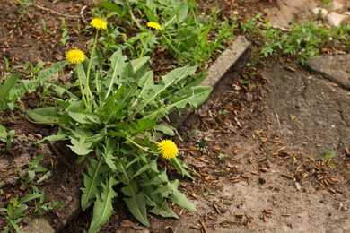 Photo of Yellow dandelion flowers with green leaves growing outdoors