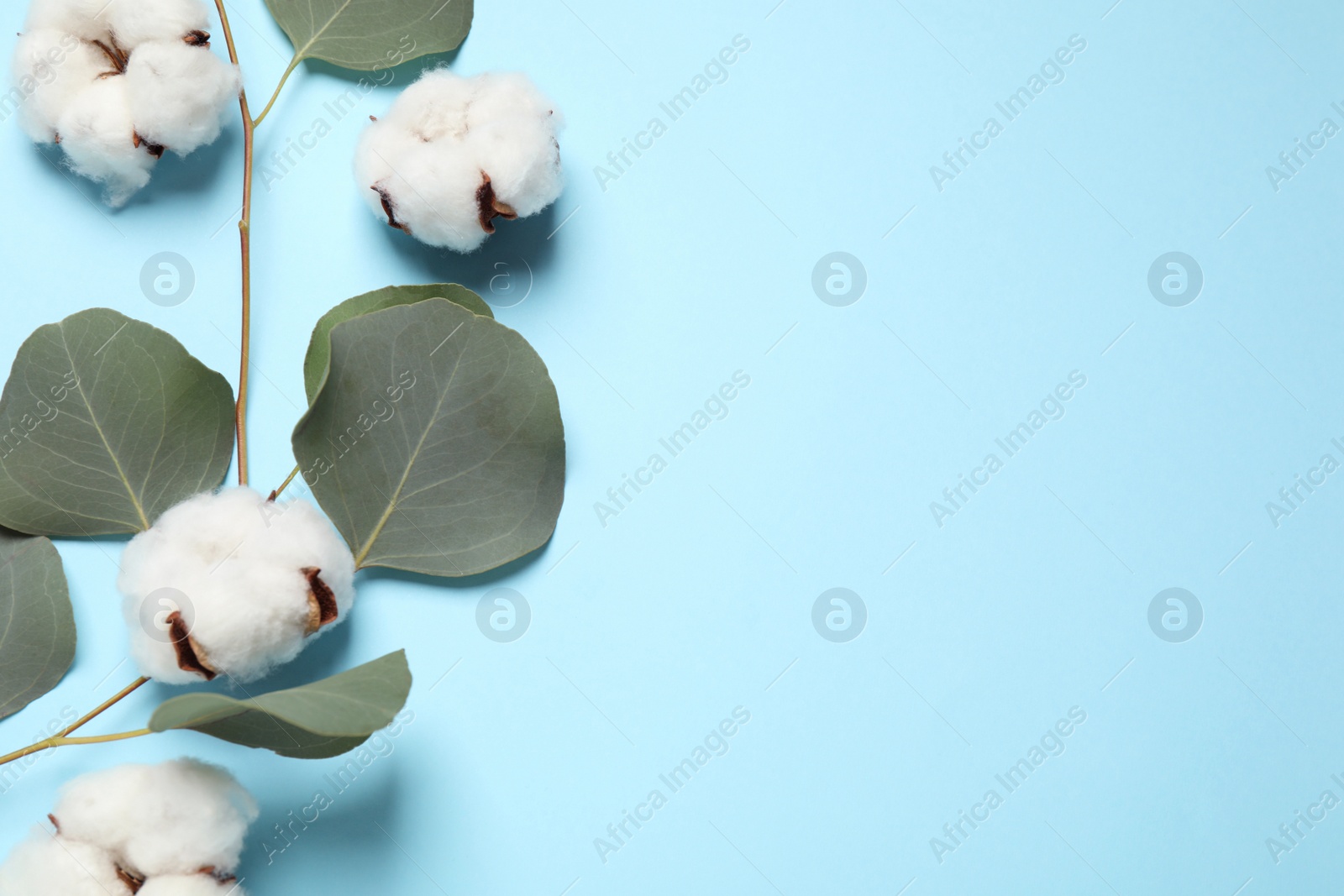 Photo of Beautiful floral composition with cotton flowers on light blue background, flat lay. Space for text