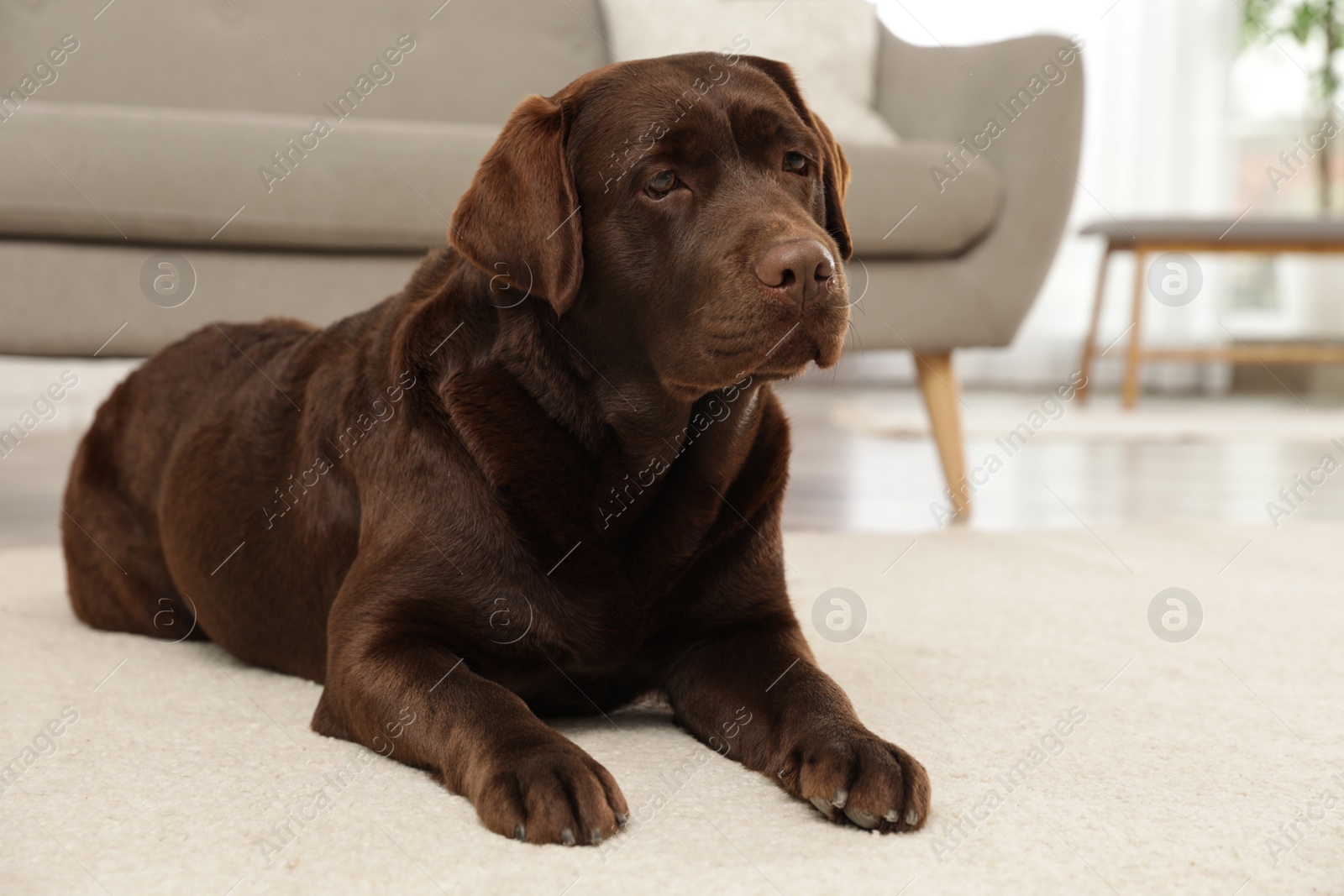 Photo of Chocolate labrador retriever lying on floor indoors