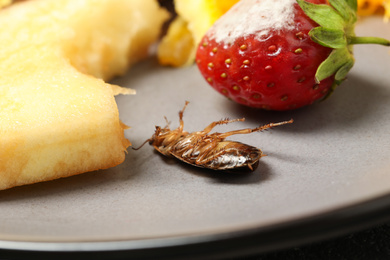 Dead cockroach near leftovers on grey plate, closeup. Pest control