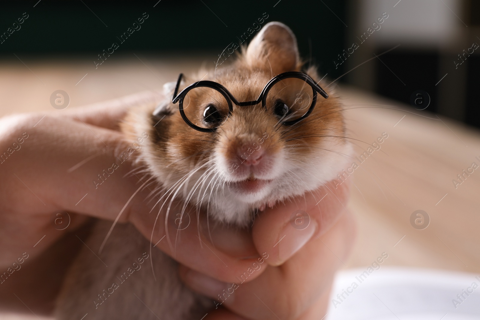 Photo of Owner holding cute little hamster with glasses, closeup