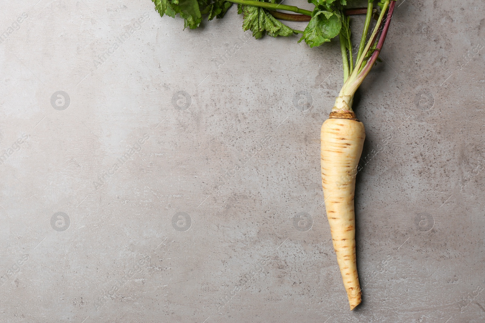 Photo of Fresh ripe parsnip on grey table, top view. Space for text