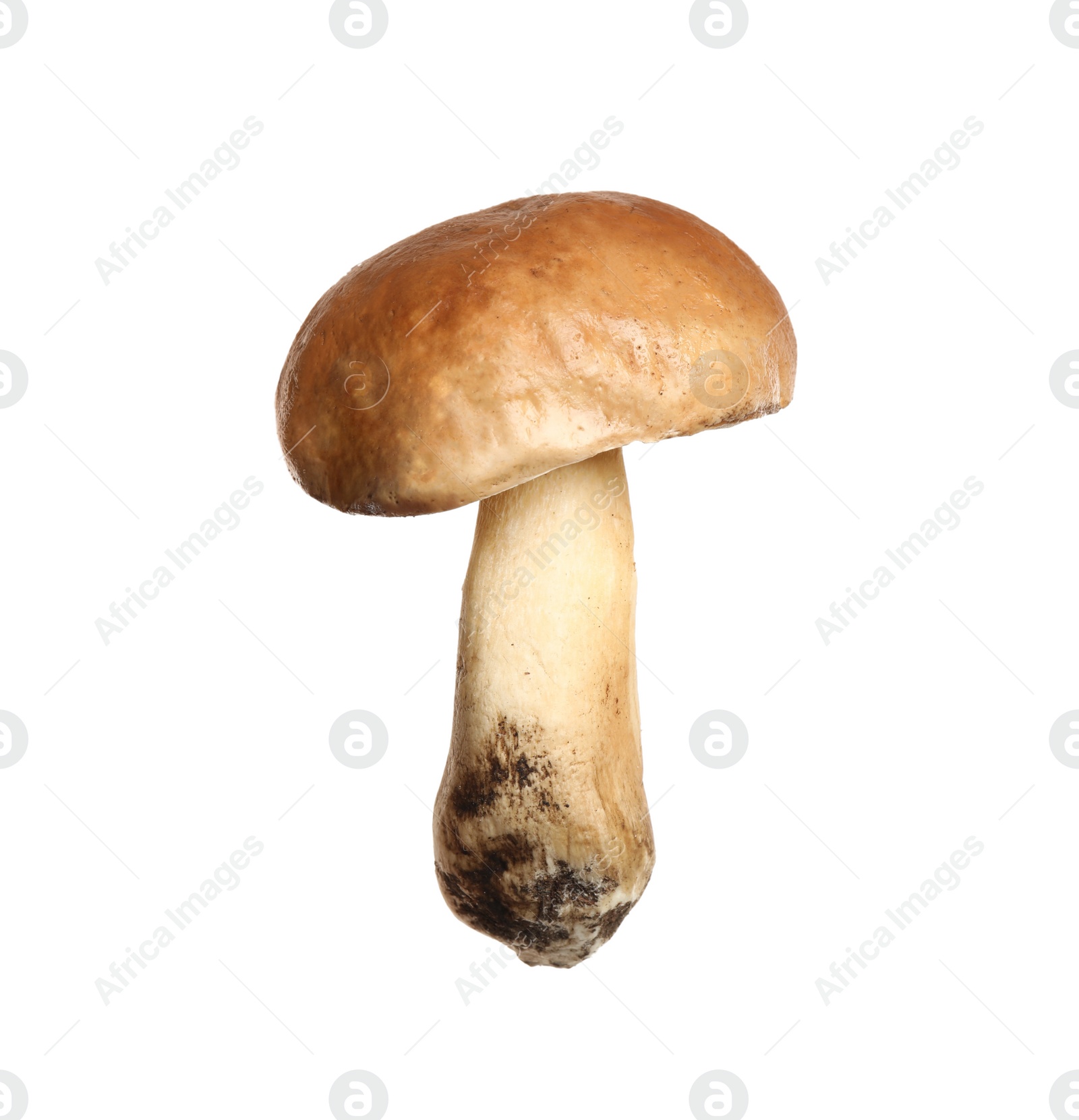 Photo of Fresh slippery jack mushroom isolated on white