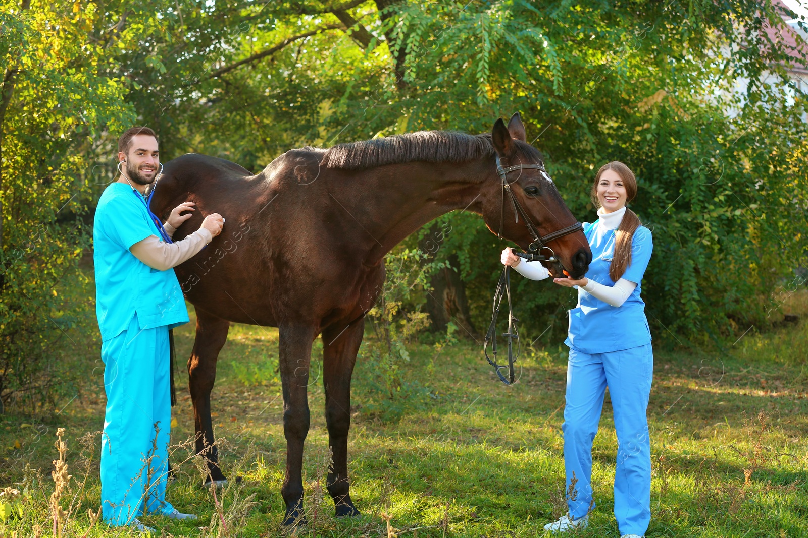 Photo of Veterinarians in uniform examining beautiful brown horse outdoors