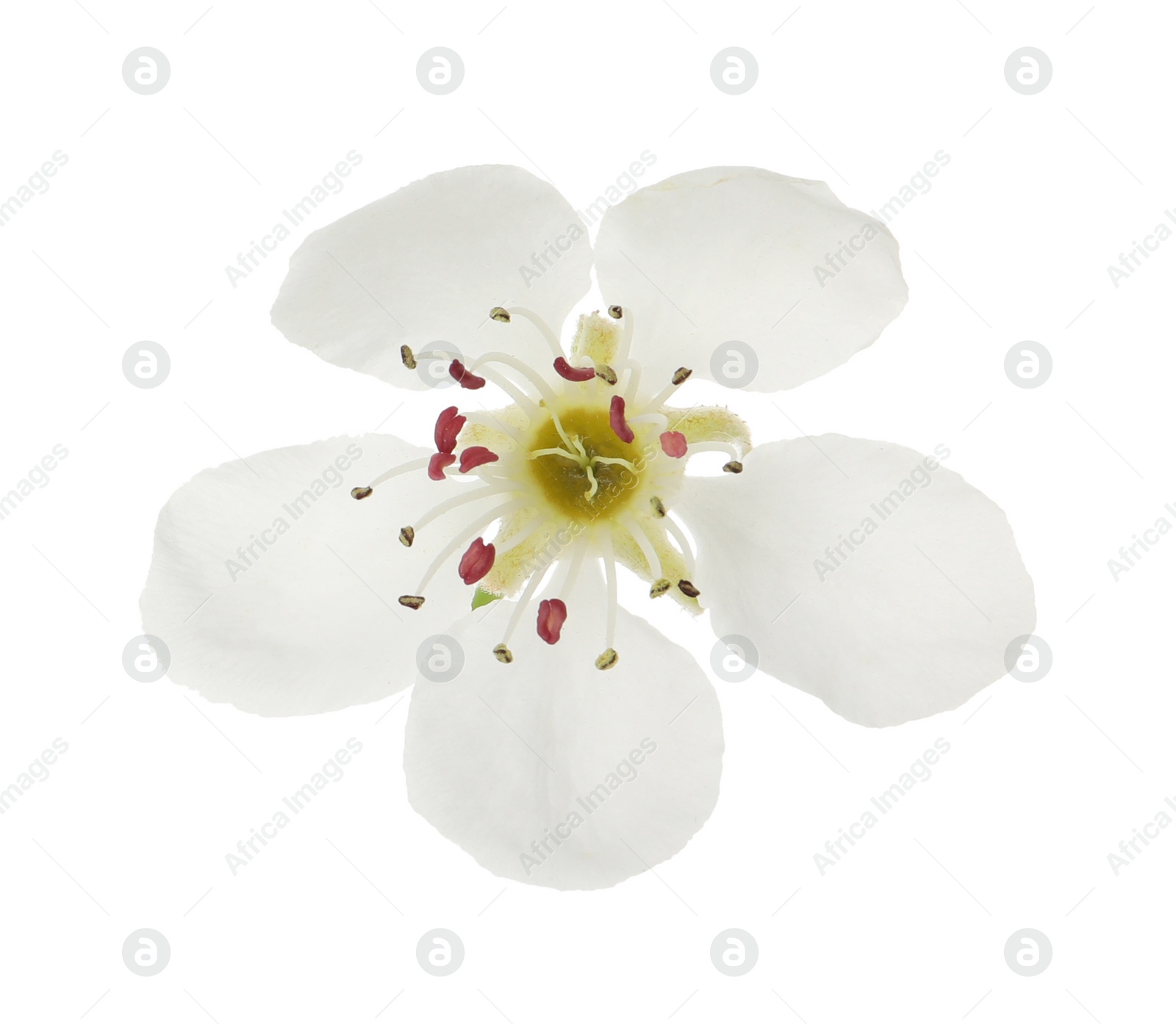 Photo of Beautiful flower of blossoming pear tree on white background