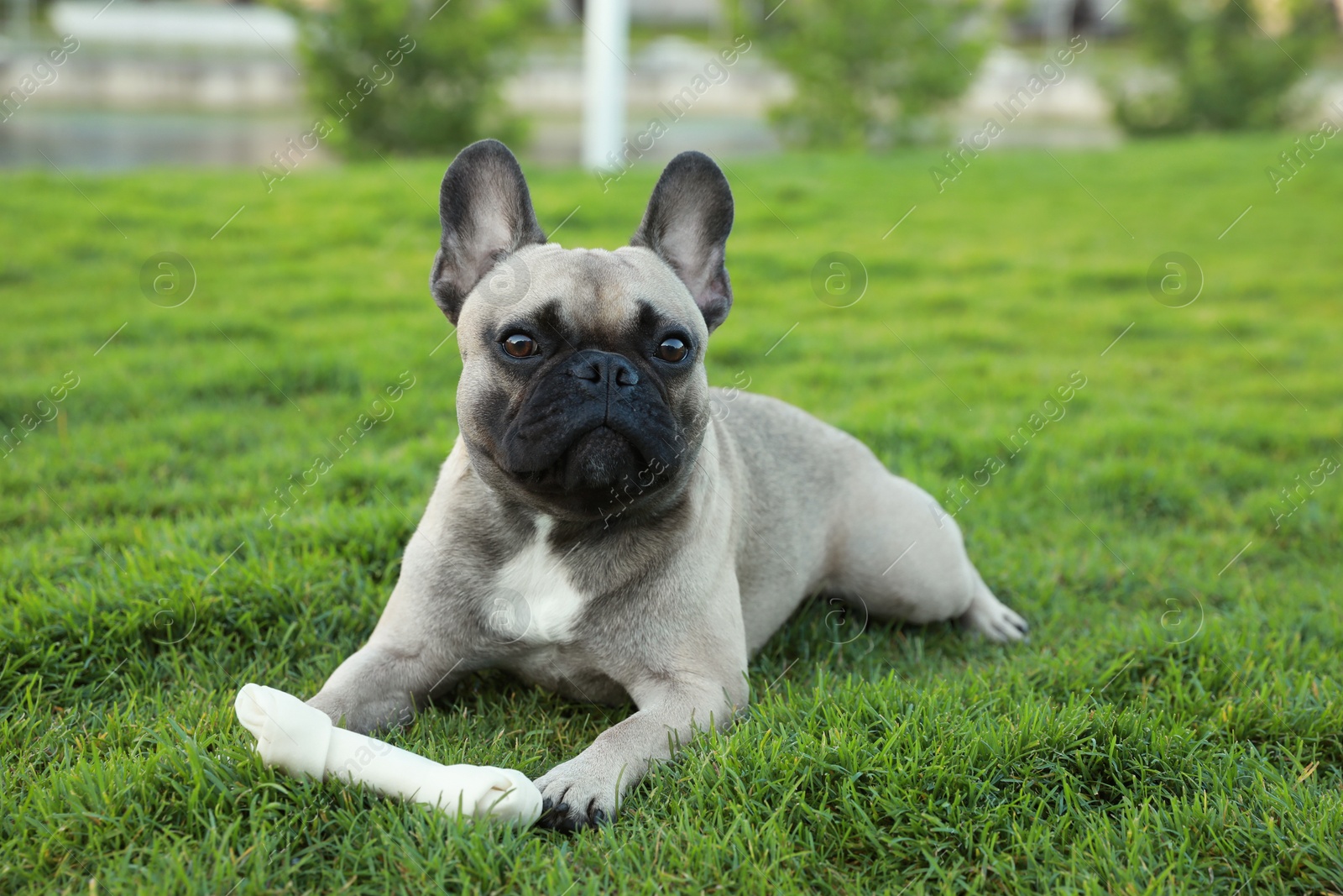Photo of Cute French bulldog and bone treat on grass outdoors. Lovely pet