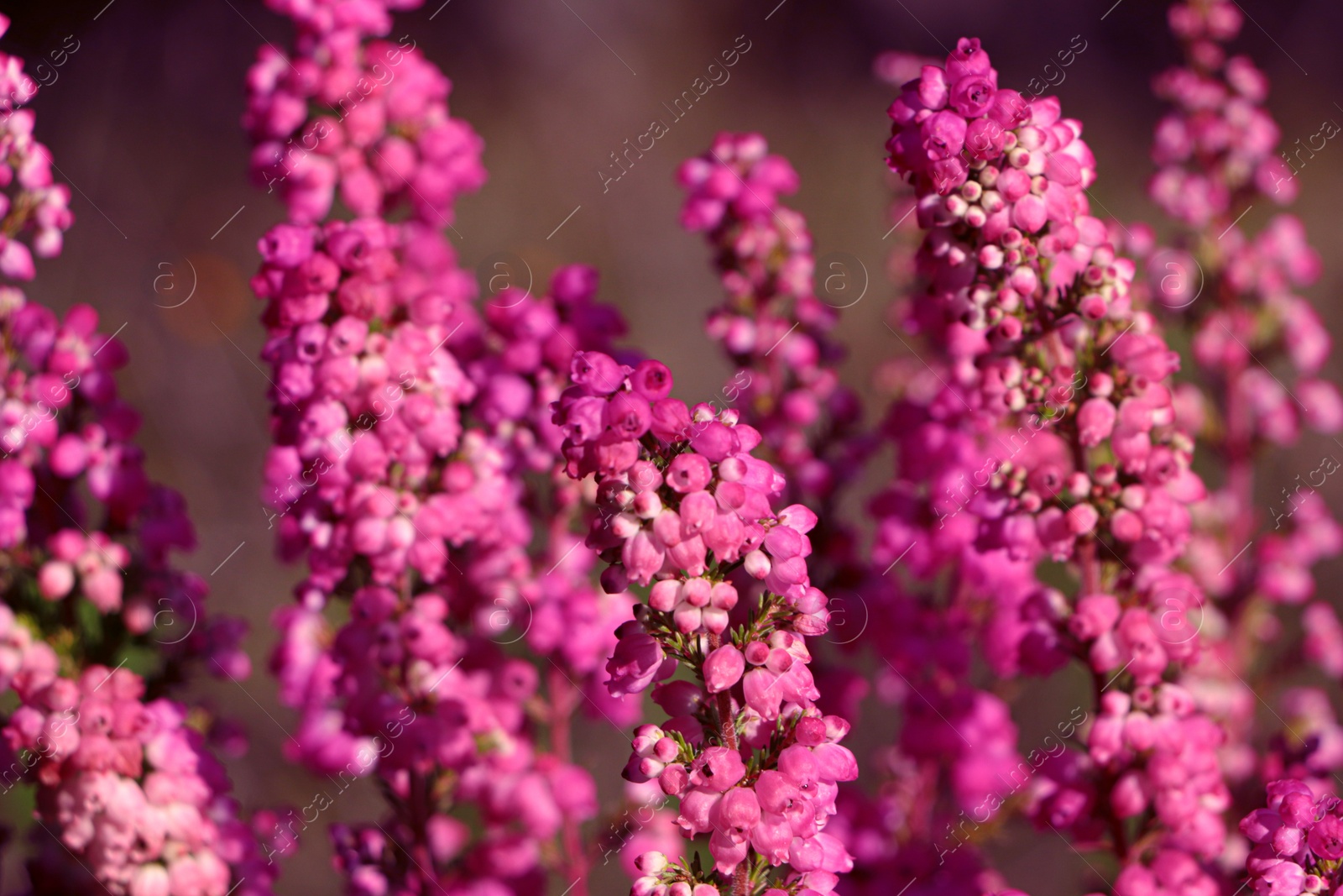 Photo of Heather shrub with beautiful blooming flowers outdoors on sunny day, closeup