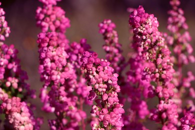 Photo of Heather shrub with beautiful blooming flowers outdoors on sunny day, closeup