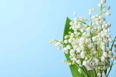 Beautiful lily of the valley flowers on light blue background, closeup. Space for text