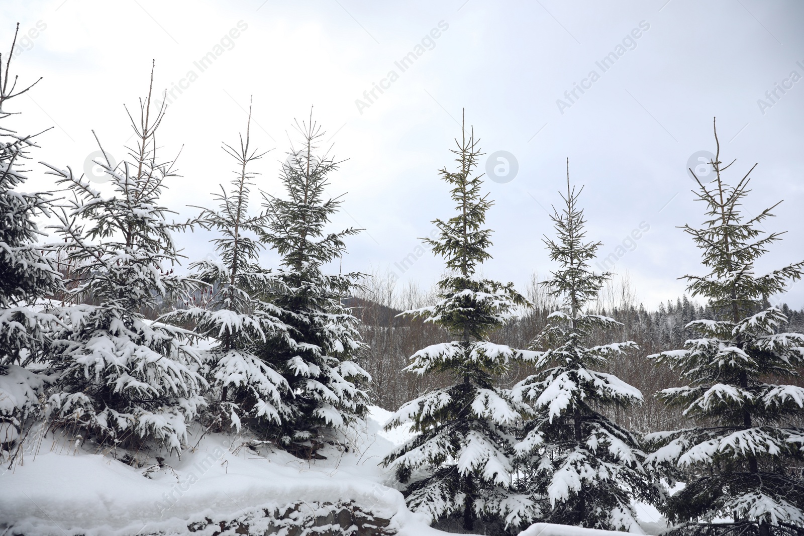 Photo of Beautiful landscape with forest on snowy winter day