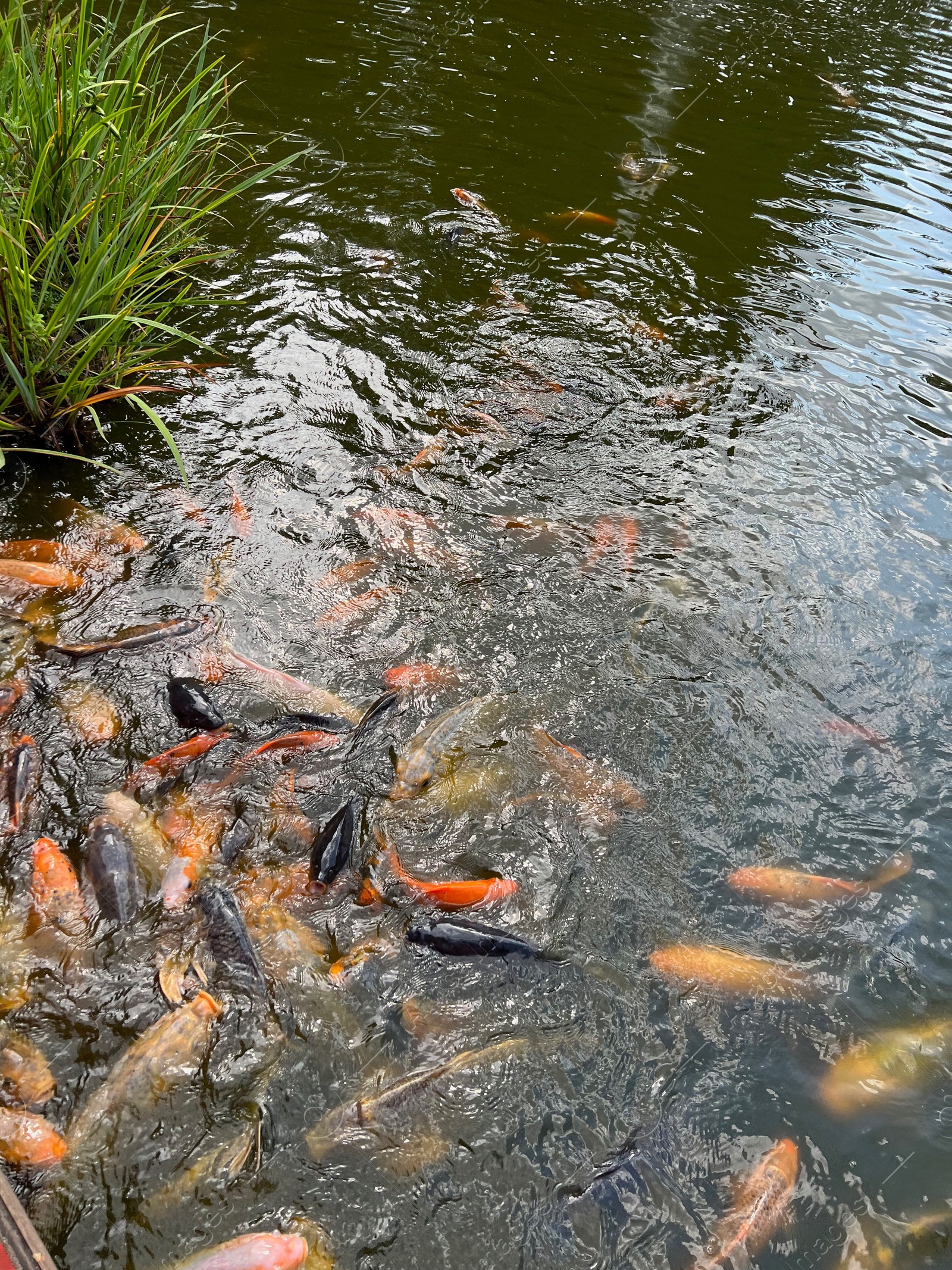 Photo of Many golden carps swimming in water outdoors