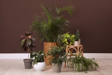 Photo of Different houseplants on floor near brown wall. Interior design