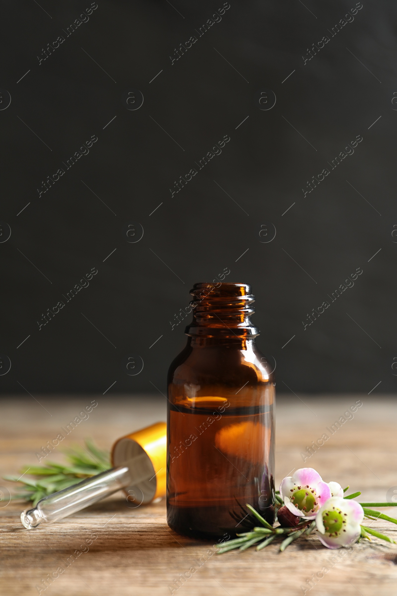 Photo of Bottle of natural tea tree oil and plant on table against dark background