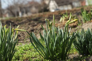 Photo of Daffodil plants growing in garden on sunny day