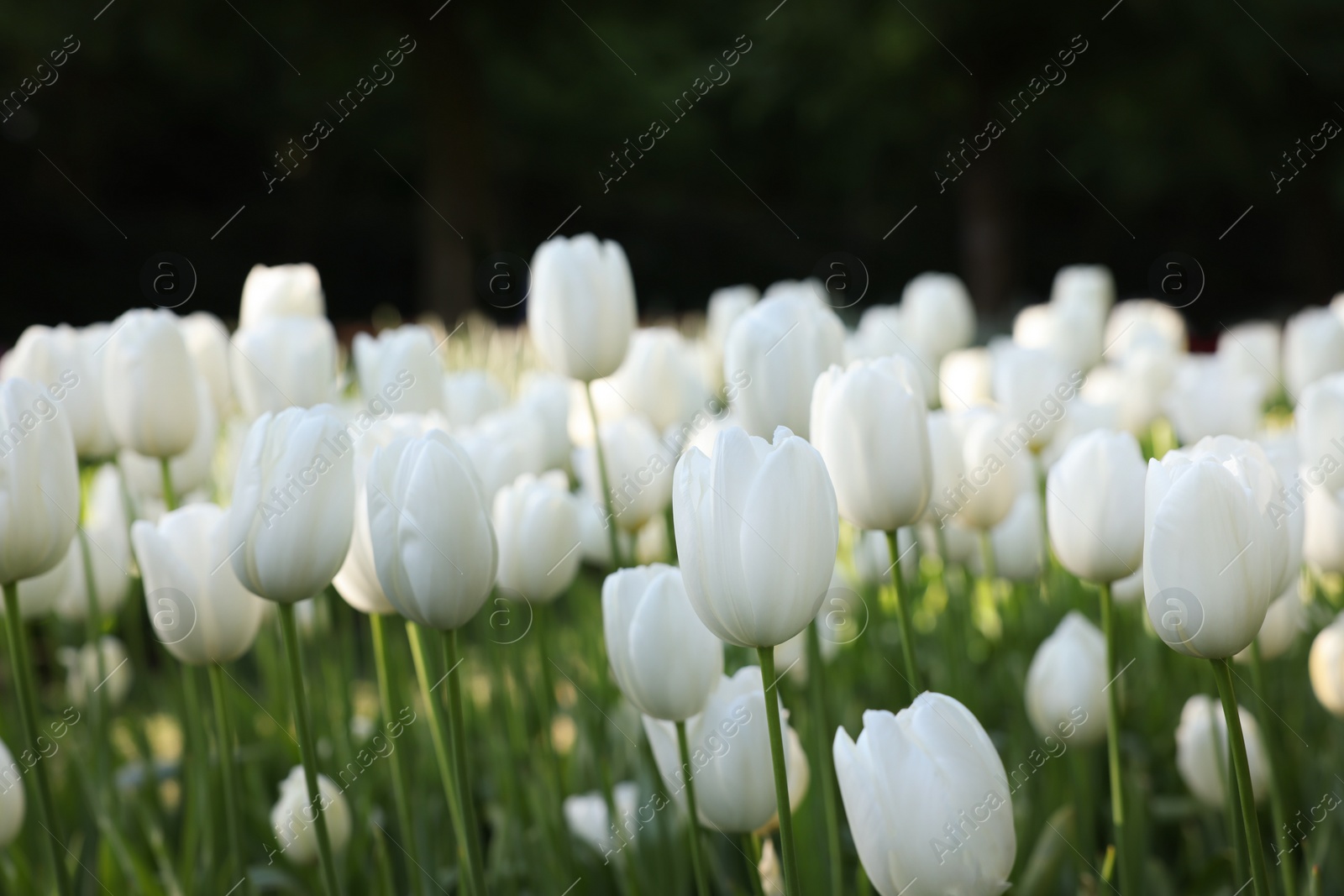 Photo of Many beautiful white tulip flowers growing outdoors, closeup. Spring season