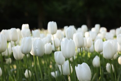 Many beautiful white tulip flowers growing outdoors, closeup. Spring season