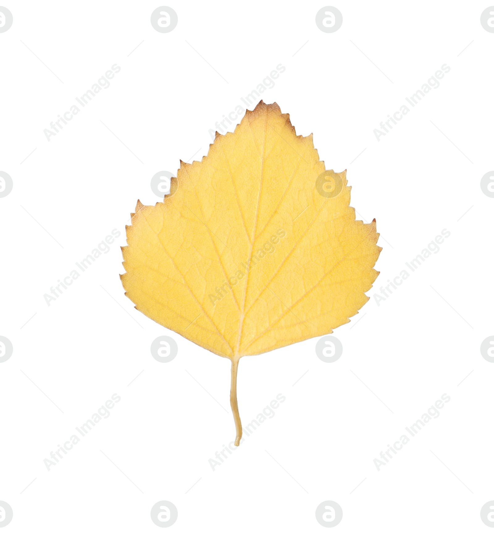 Photo of Beautiful leaf isolated on white. Autumn season