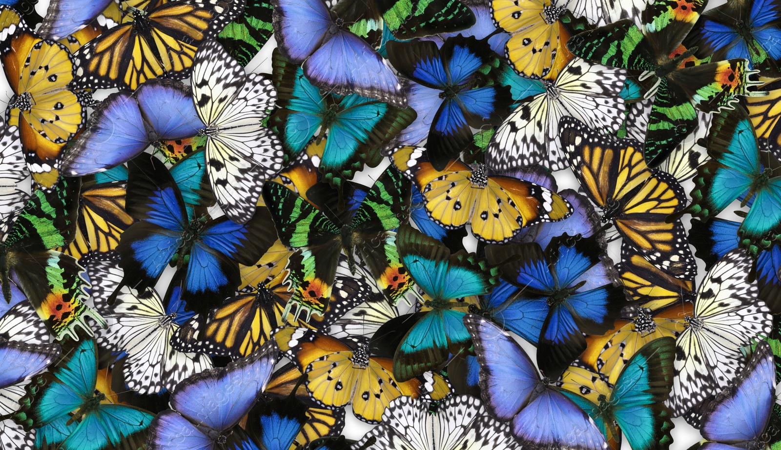 Image of Many different bright butterflies as background. Beautiful insect