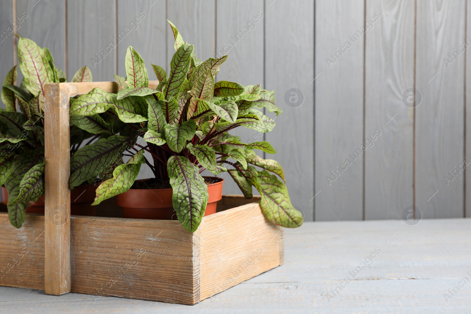 Photo of Potted sorrel plants on light grey wooden table. Space for text