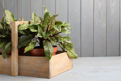 Potted sorrel plants on light grey wooden table. Space for text