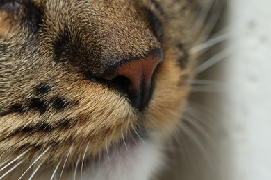 Photo of Macro photo of beautiful cat. Cute pet