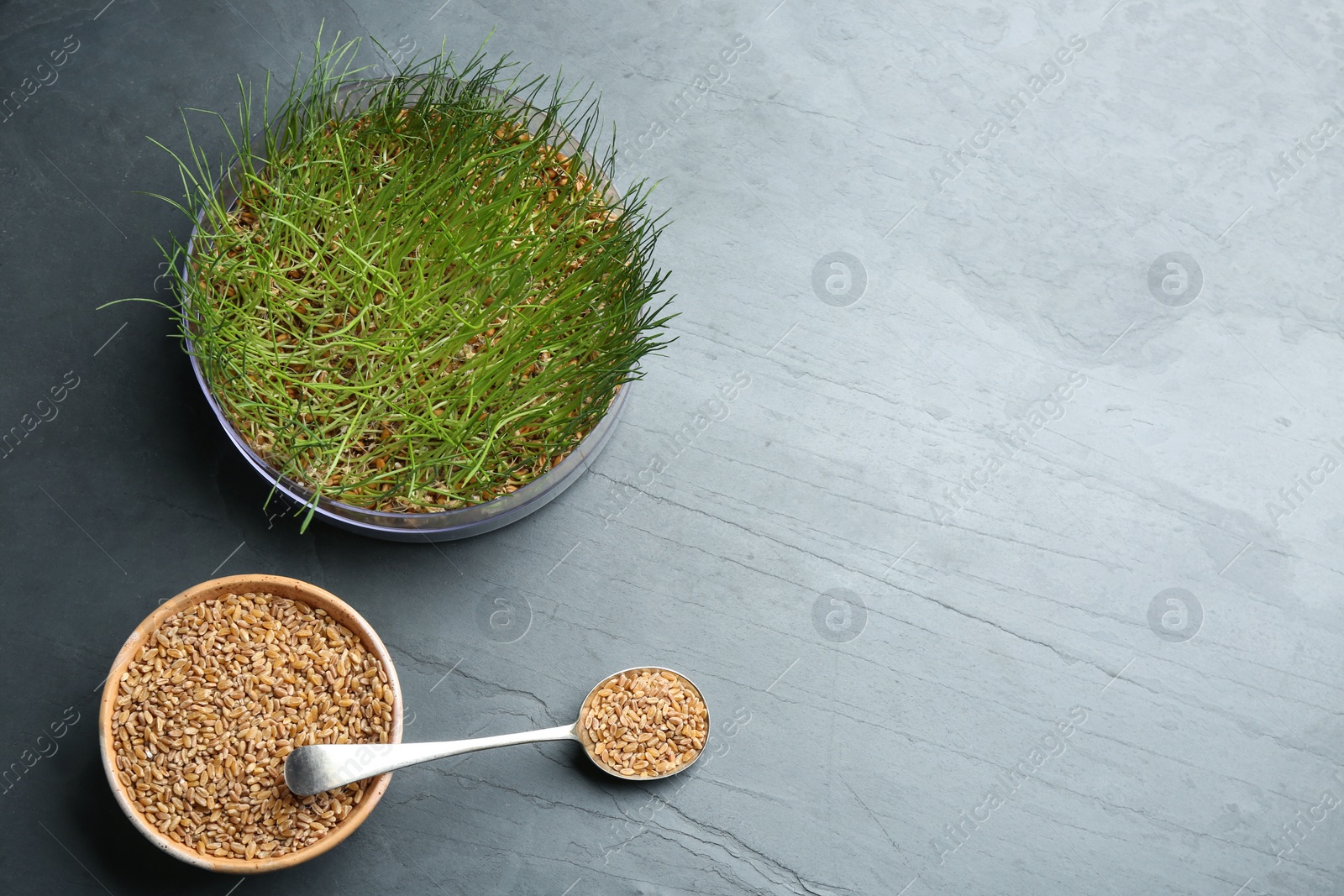 Photo of Flat lay composition with wheat grass and grains on grey table. Space for text