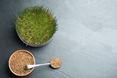 Flat lay composition with wheat grass and grains on grey table. Space for text