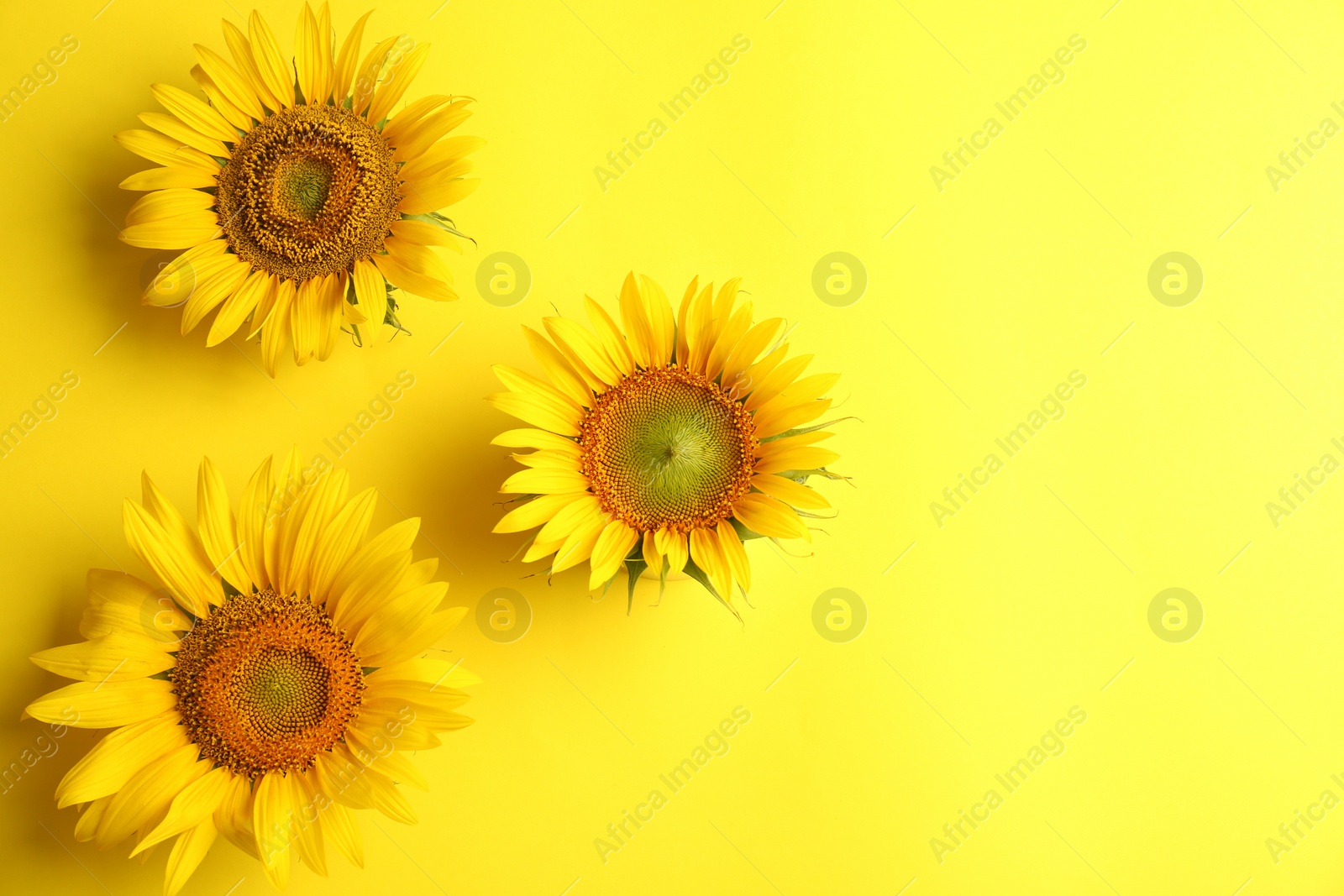 Photo of Beautiful bright sunflowers on yellow background, flat lay. Space for text