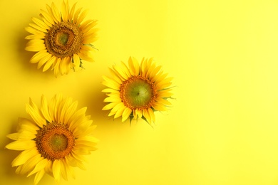 Beautiful bright sunflowers on yellow background, flat lay. Space for text