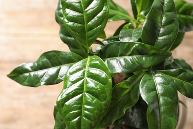 Photo of Fresh coffee green leaves on blurred background, closeup