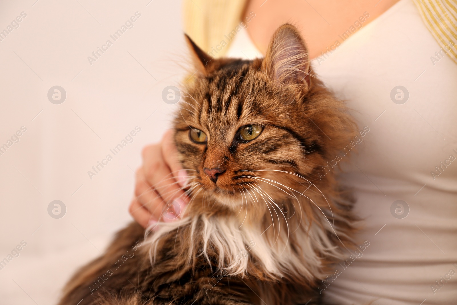 Photo of Beautiful woman with her cute cat on light background, closeup. Fluffy pet