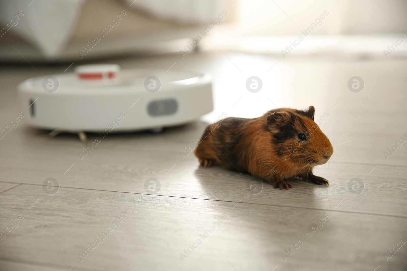 Photo of Modern robotic vacuum cleaner and guinea pig on floor at home