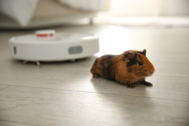 Modern robotic vacuum cleaner and guinea pig on floor at home