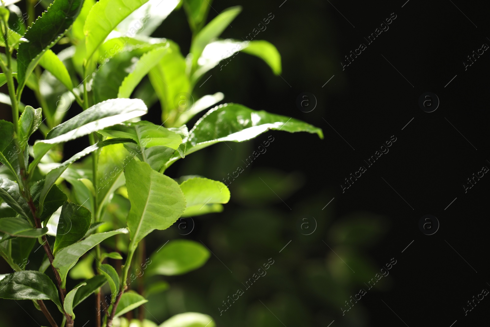 Photo of Closeup view of green tea plant against dark background. Space for text