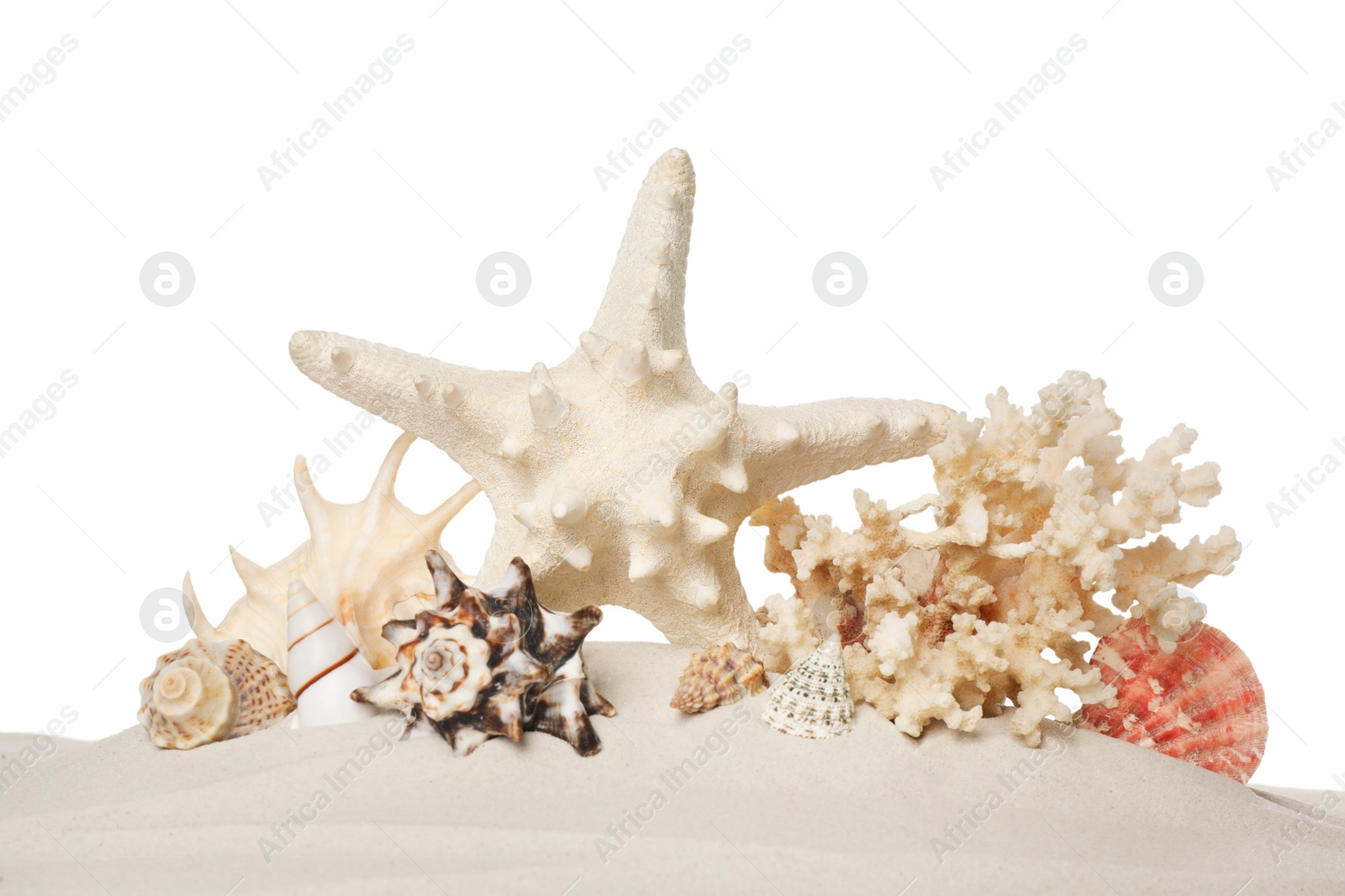 Photo of Beautiful starfish, coral and sea shells in sand on white background