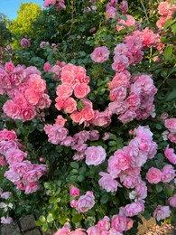 Photo of Beautiful rose bush with pink flowers outdoors