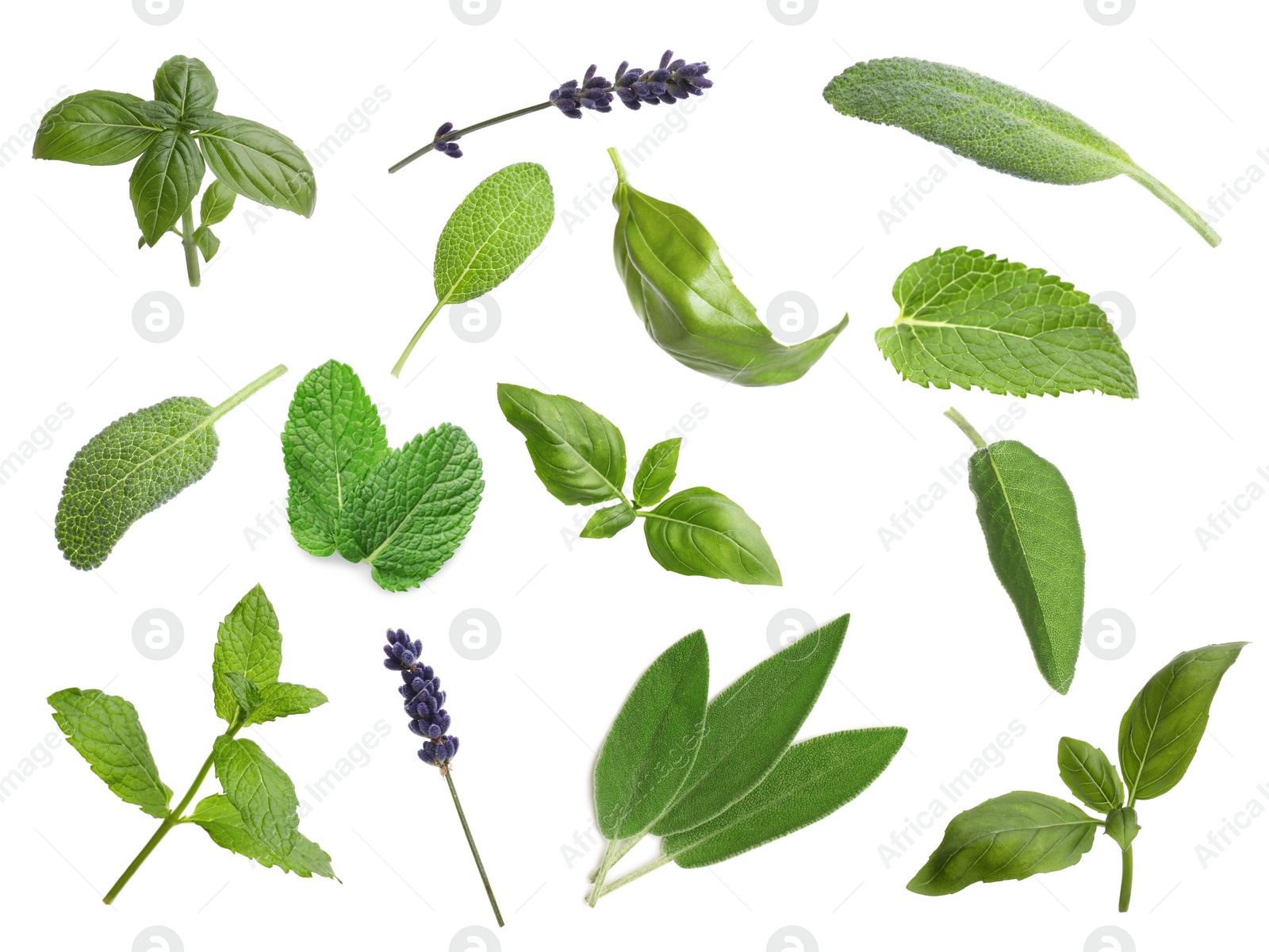 Image of Collection of different aromatic herbs on white background